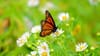 Transformation and Transmutation