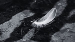 From Information to Revelation