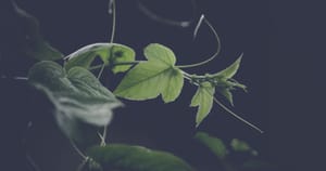 Keeping Dirty Little Secrets