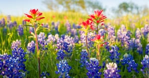 Thankful for Connection