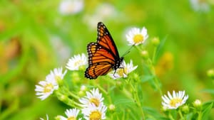 Transformation and Transmutation
