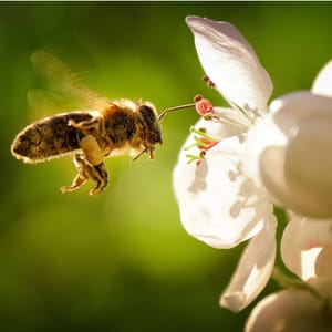 Shift from Doing to Being