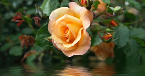 My Body is the Beauty of Experience