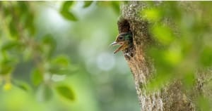 Learning to Live Inside-Out