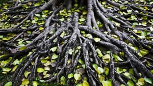 Personal Power: The Heartbeat of Witnessing