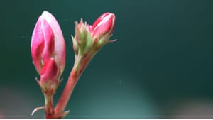 The Dance of Being and Becoming