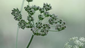 Vulnerable Absorption