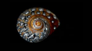 Wyrd Wisdom Workbooks